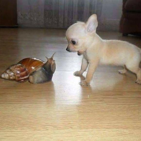 mark_shell